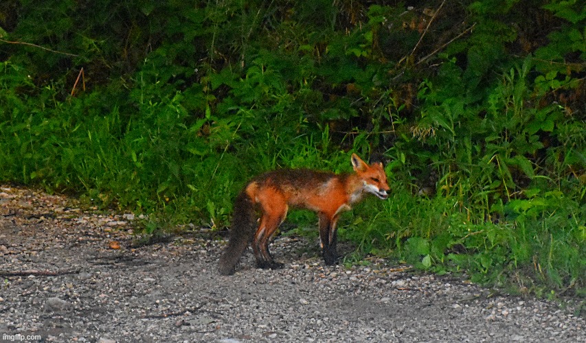 A fox across the street from my friends house | made w/ Imgflip meme maker