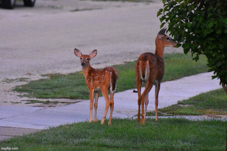 A Doe and her Fawn in my Neighbor's yard | made w/ Imgflip meme maker