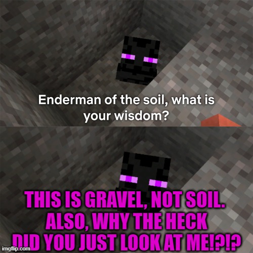 Dat's a good wisdom | THIS IS GRAVEL, NOT SOIL. 
ALSO, WHY THE HECK DID YOU JUST LOOK AT ME!?!? | image tagged in enderman of the soil,enderman,that's a good wisdom | made w/ Imgflip meme maker