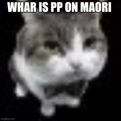 Le wawa cat | WHAR IS PP ON MAORI | image tagged in le wawa cat | made w/ Imgflip meme maker