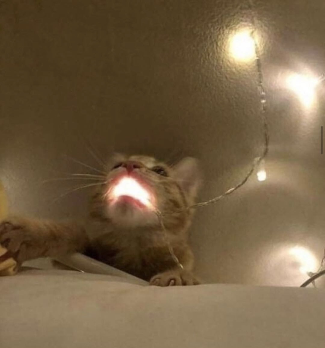 Christmas Light Cat Blank Meme Template