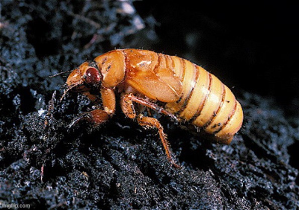 cicada nymph | made w/ Imgflip meme maker