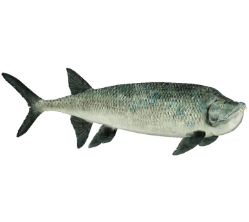 Xiphactinus Blank Meme Template