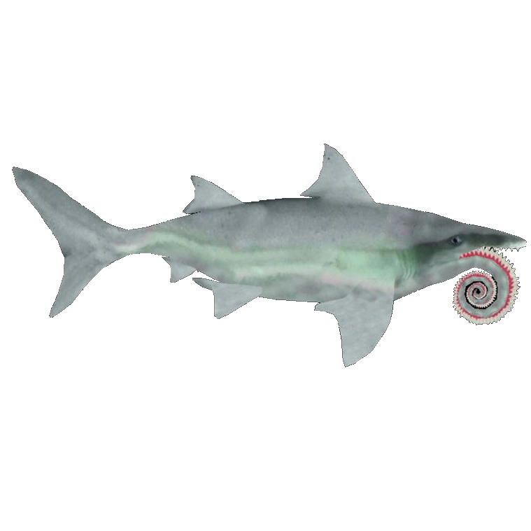 High Quality Helicoprion (Mouth Type 1) Blank Meme Template