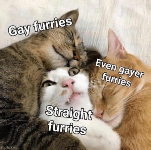 me cats | image tagged in gay furrys | made w/ Imgflip meme maker