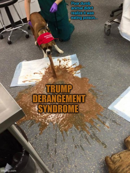 dog vomit | Poor dumb animal didn't realize it was eating poison... TRUMP DERANGEMENT SYNDROME | image tagged in dog vomit | made w/ Imgflip meme maker