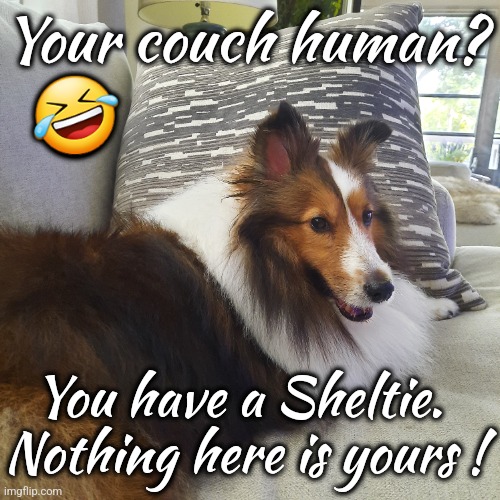 Couch Sheltie | Your couch human? 🤣; You have a Sheltie. 
Nothing here is yours ! | image tagged in couch,queen,sheltie,dogs rule | made w/ Imgflip meme maker