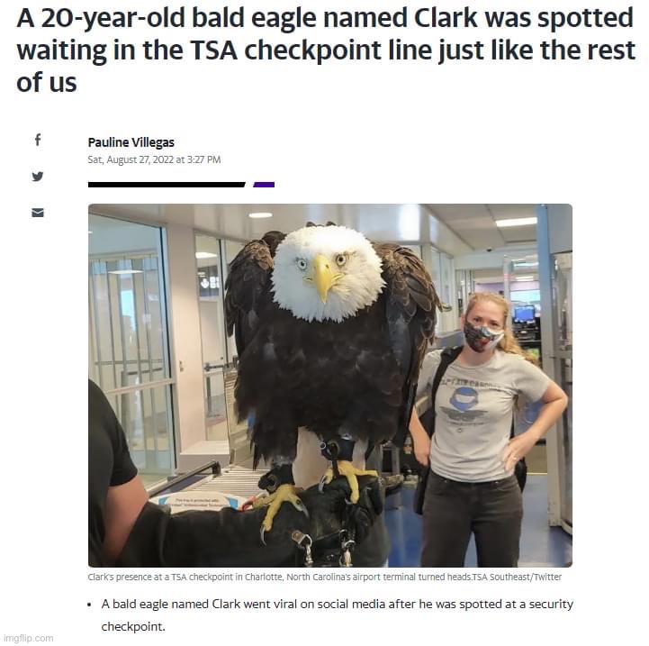 Bald Eagle in TSA line | image tagged in bald eagle in tsa line | made w/ Imgflip meme maker