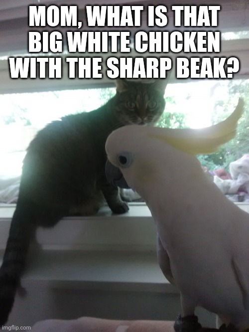 Confused cat | MOM, WHAT IS THAT BIG WHITE CHICKEN WITH THE SHARP BEAK? | image tagged in confused cat | made w/ Imgflip meme maker