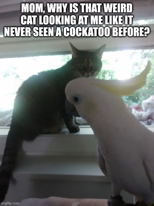 Confused cat | MOM, WHY IS THAT WEIRD CAT LOOKING AT ME LIKE IT NEVER SEEN A COCKATOO BEFORE? | image tagged in confused cat | made w/ Imgflip meme maker