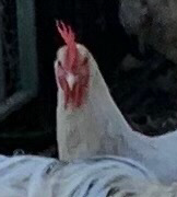 High Quality Mad Chook Blank Meme Template