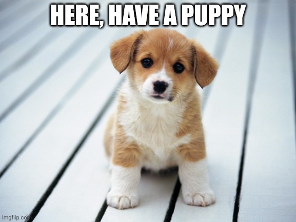 Cute puppy 1 | HERE, HAVE A PUPPY | image tagged in cute puppy 1 | made w/ Imgflip meme maker