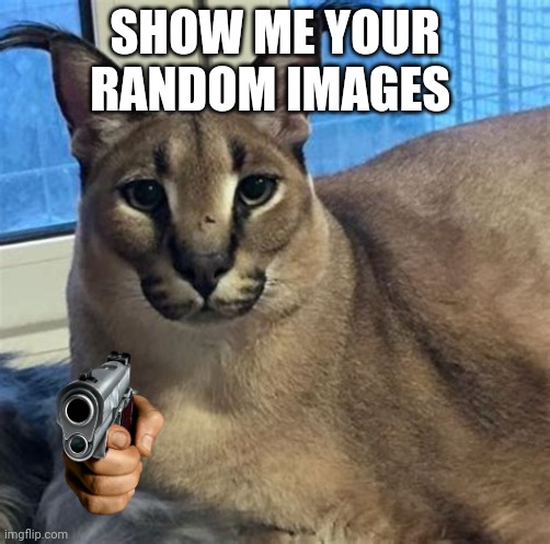 cats larger flopper Memes & GIFs - Imgflip