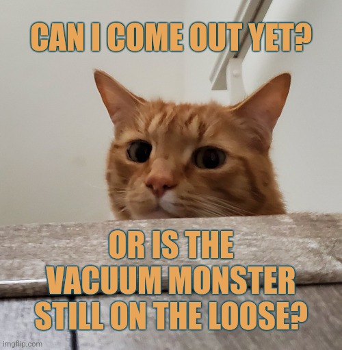 Vacuum Cat | CAN I COME OUT YET? OR IS THE VACUUM MONSTER STILL ON THE LOOSE? | image tagged in memes,cats,funny,scaredy cat | made w/ Imgflip meme maker