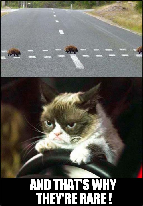 Rare Echidnas Vs Grumpy Cat | AND THAT'S WHY
 THEY'RE RARE ! | image tagged in cats,grumpy cat,echidna,rare | made w/ Imgflip meme maker