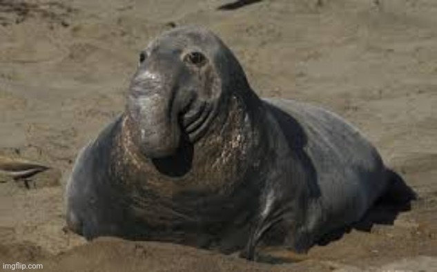 Goofy Ahh seal | image tagged in elephant seal meme | made w/ Imgflip meme maker