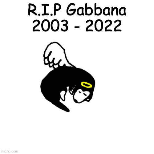 a tribute :) | R.I.P Gabbana
2003 - 2022 | made w/ Imgflip meme maker