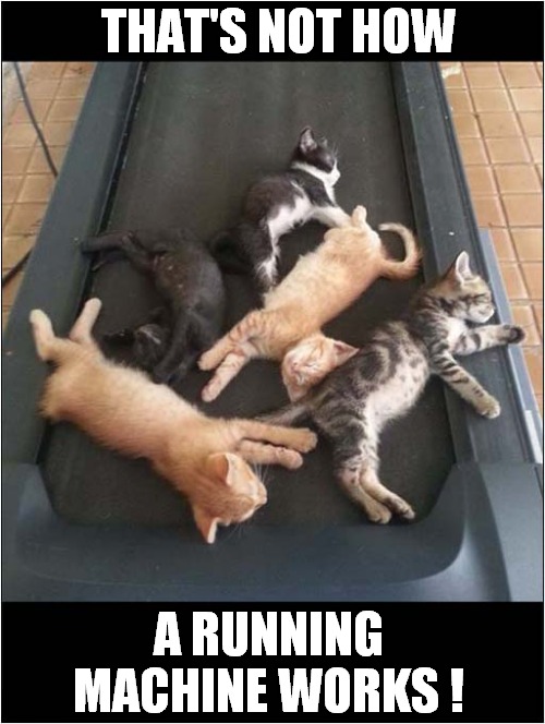 Kitten Exercise ! | THAT'S NOT HOW; A RUNNING MACHINE WORKS ! | image tagged in cats,kittens,exercise,running machine,sleeping | made w/ Imgflip meme maker