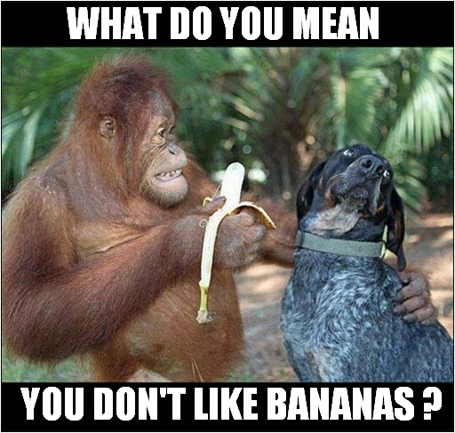 Dog Doesn't Like Bananas ! | WHAT DO YOU MEAN; YOU DON'T LIKE BANANAS ? | image tagged in dogs,orangutan,bananas,dislike | made w/ Imgflip meme maker