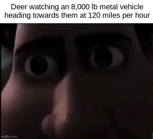 They don't move at all... they just stare at you.... | Deer watching an 8,000 lb metal vehicle heading towards them at 120 miles per hour | image tagged in tighten stare,memes | made w/ Imgflip meme maker
