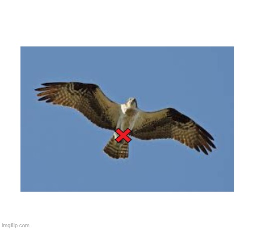 Hawk X | image tagged in guys look a birdie | made w/ Imgflip meme maker