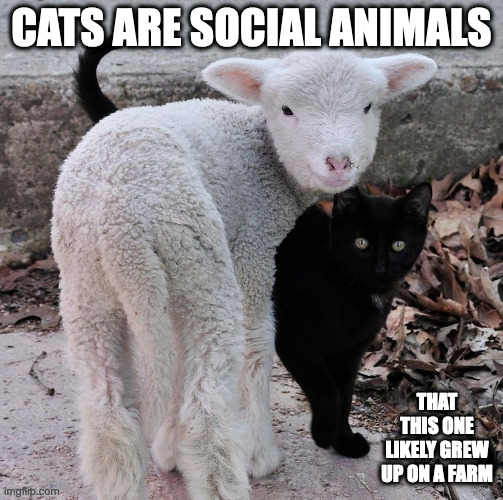 Cat With Sheep | CATS ARE SOCIAL ANIMALS; THAT THIS ONE LIKELY GREW UP ON A FARM | image tagged in cats,sheep,memes | made w/ Imgflip meme maker