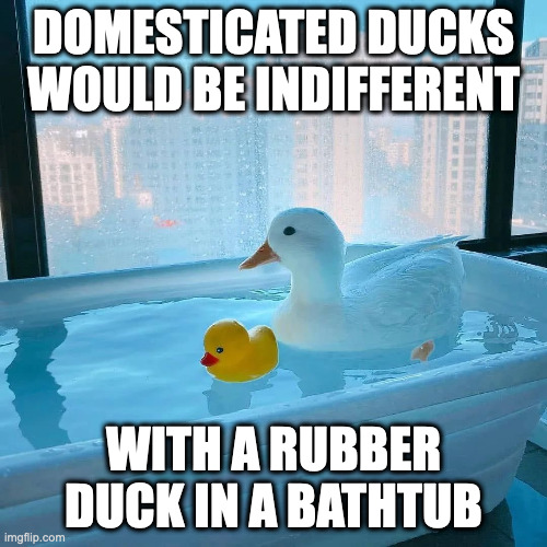 Duck in Bathtub | DOMESTICATED DUCKS WOULD BE INDIFFERENT; WITH A RUBBER DUCK IN A BATHTUB | image tagged in bathtub,duck,memes | made w/ Imgflip meme maker