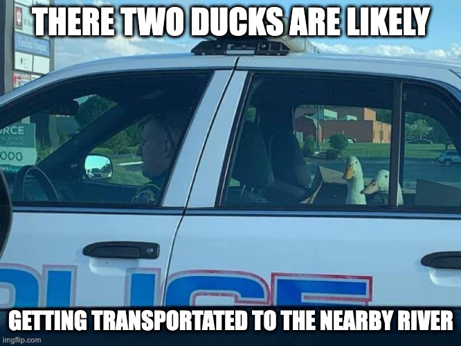 Ducks in Police Car | THERE TWO DUCKS ARE LIKELY; GETTING TRANSPORTATED TO THE NEARBY RIVER | image tagged in police car,ducks,memes | made w/ Imgflip meme maker