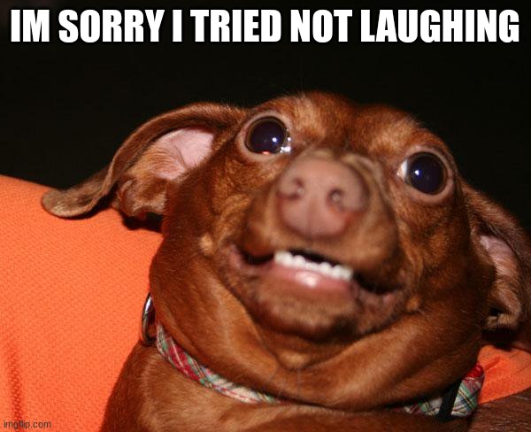Guys Im Sorry | IM SORRY I TRIED NOT LAUGHING | image tagged in guys im sorry | made w/ Imgflip meme maker