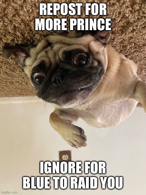 Repost it | REPOST FOR MORE PRINCE; IGNORE FOR BLUE TO RAID YOU | image tagged in pugs | made w/ Imgflip meme maker