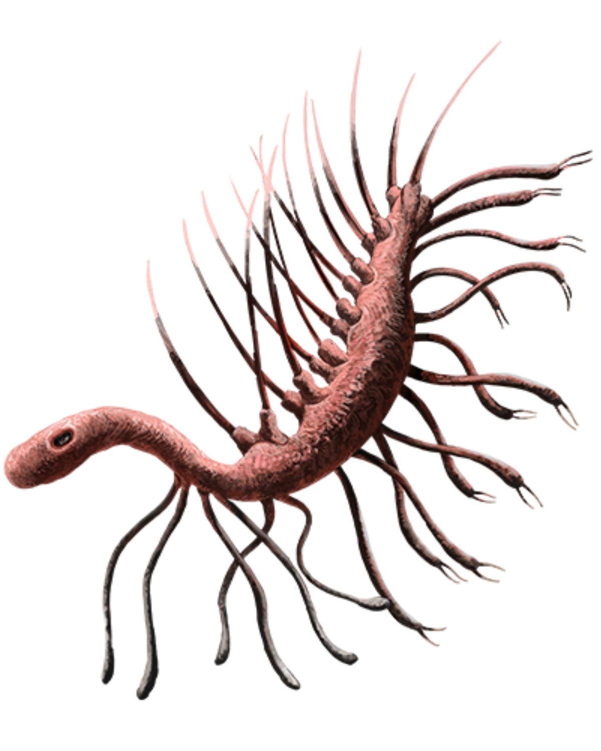 Hallucigenia Blank Meme Template