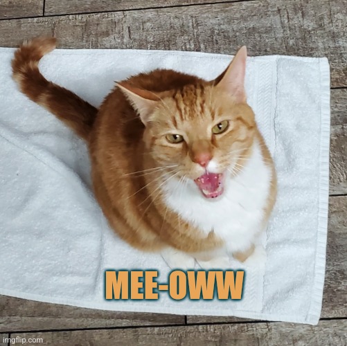 Mee-oww | MEE-OWW | image tagged in meow,cats,funny,memes | made w/ Imgflip meme maker