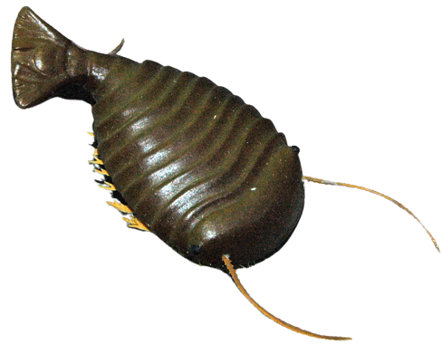 Sidneyia Blank Meme Template