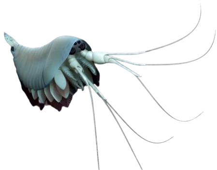 Yawunik Blank Meme Template