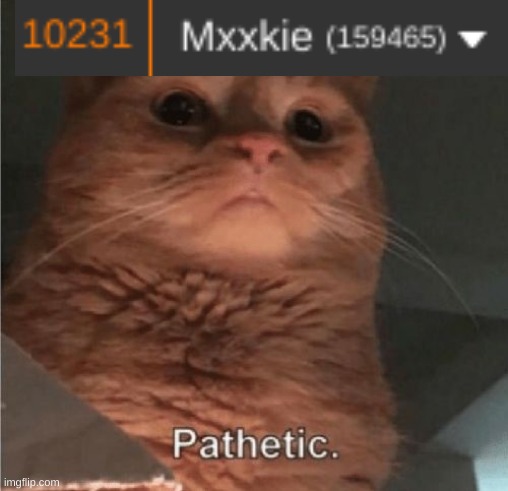 Pathetic Cat | image tagged in pathetic cat | made w/ Imgflip meme maker