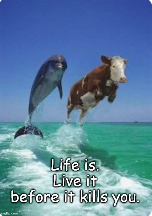 Life is | A B; Life is.
Live it
before it kills you. | image tagged in memes,fun | made w/ Imgflip meme maker