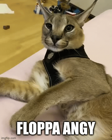 cats floppa Memes & GIFs - Imgflip