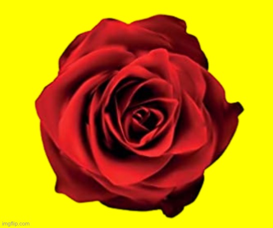 Labour Party rose | image tagged in labour party rose | made w/ Imgflip meme maker