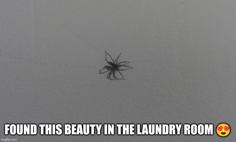 no, I don't live in Australia | FOUND THIS BEAUTY IN THE LAUNDRY ROOM 😍 | image tagged in this is some australian shit istg | made w/ Imgflip meme maker