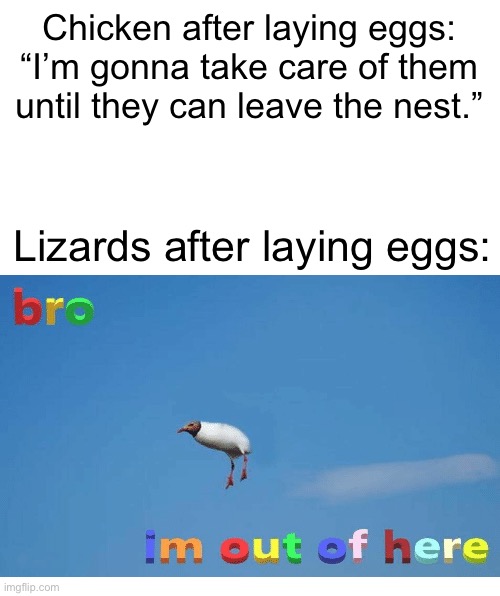 I’m sure they’ll be fine. | Chicken after laying eggs: “I’m gonna take care of them until they can leave the nest.”; Lizards after laying eggs: | image tagged in bro i'm out of here,funny,true,nature,oh wow are you actually reading these tags | made w/ Imgflip meme maker