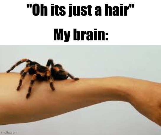Clever title | "Oh its just a hair"; My brain: | image tagged in spider,lol | made w/ Imgflip meme maker
