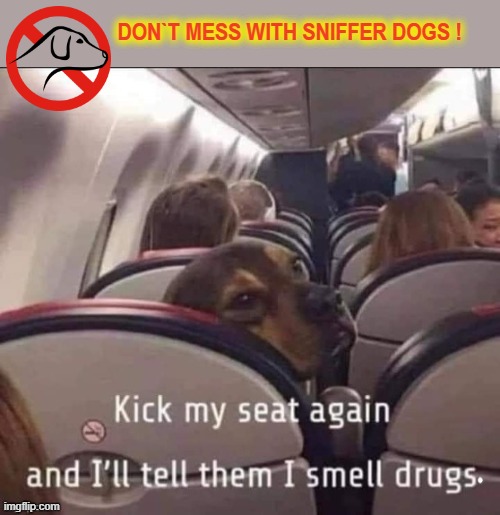 Don`t mess ! | image tagged in sniff | made w/ Imgflip meme maker