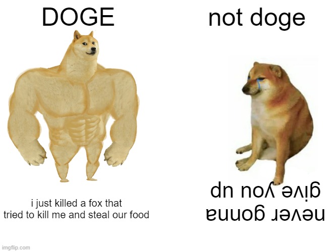 Buff Doge vs. Cheems Meme | DOGE; not doge; never gonna give you up; i just killed a fox that tried to kill me and steal our food | image tagged in memes,buff doge vs cheems | made w/ Imgflip meme maker