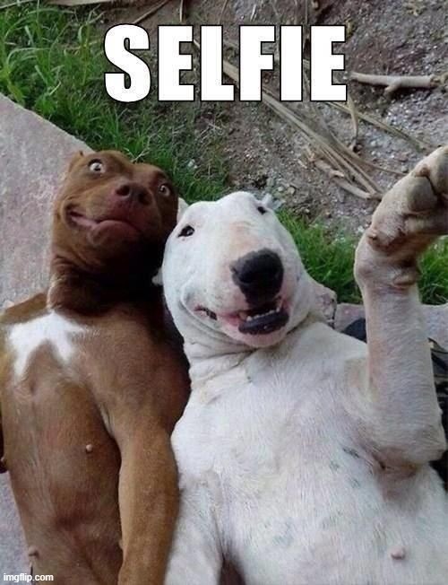 SELFIE | image tagged in dogs | made w/ Imgflip meme maker