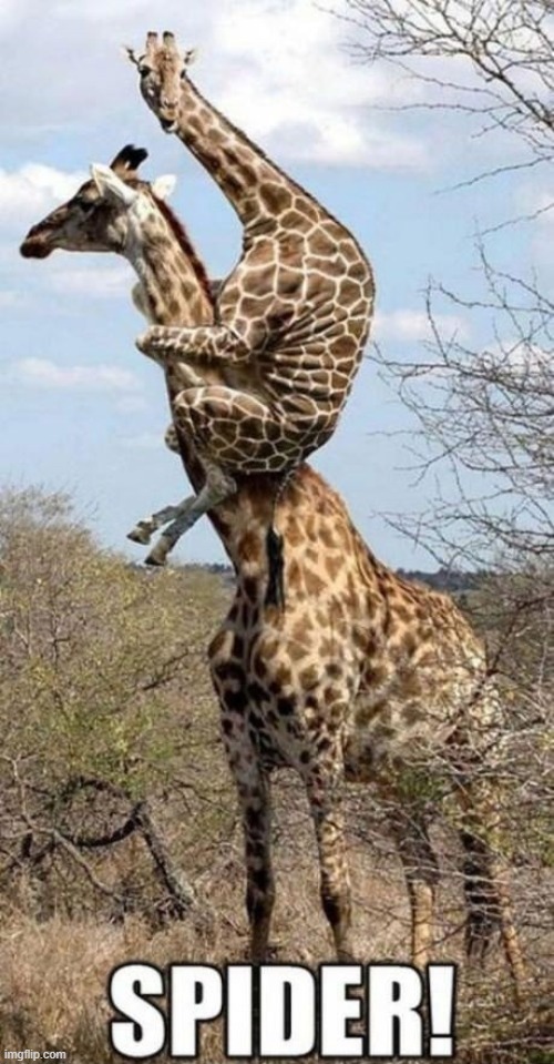 SPIDER! | image tagged in repost | made w/ Imgflip meme maker