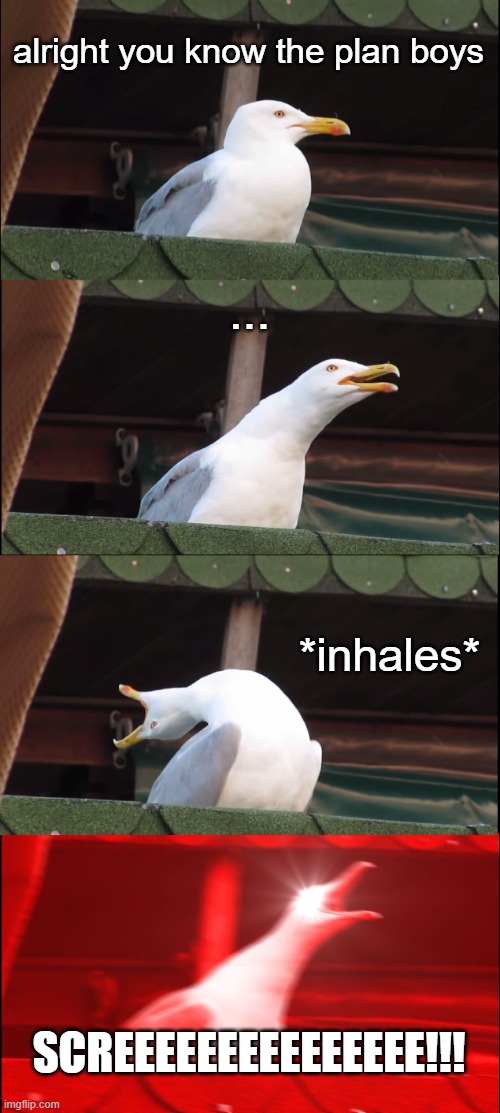 plan S: inhaling seagull | alright you know the plan boys; ... *inhales*; SCREEEEEEEEEEEEEEE!!! | image tagged in memes,inhaling seagull | made w/ Imgflip meme maker