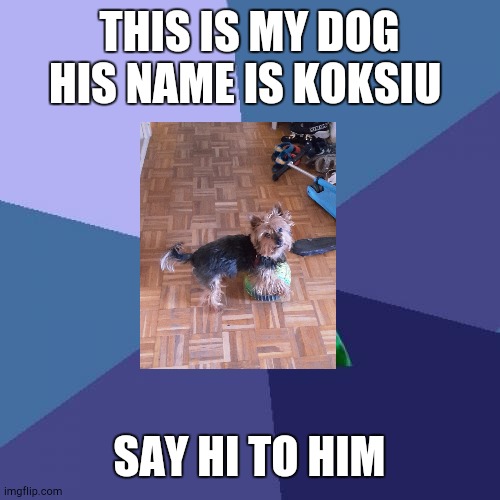 This is my dog his name is koksiu he is 6 years old and he''s a York | THIS IS MY DOG HIS NAME IS KOKSIU; SAY HI TO HIM | image tagged in memes,success kid,cute dogs,koksiu | made w/ Imgflip meme maker