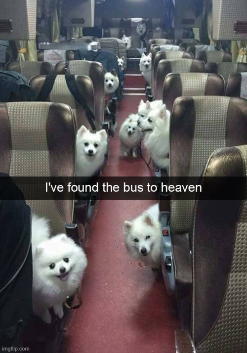 image tagged in dogs | made w/ Imgflip meme maker