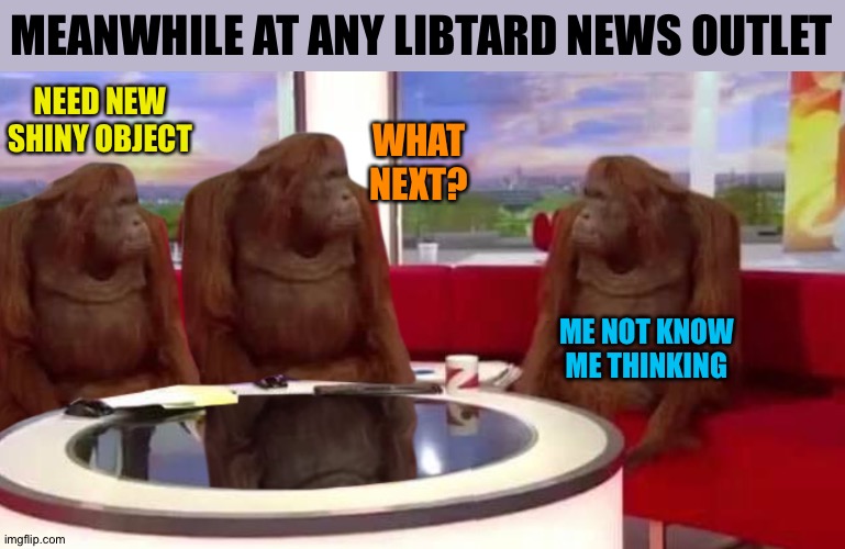 where monkey | MEANWHILE AT ANY LIBTARD NEWS OUTLET; NEED NEW SHINY OBJECT; WHAT NEXT? ME NOT KNOW ME THINKING | image tagged in where monkey | made w/ Imgflip meme maker