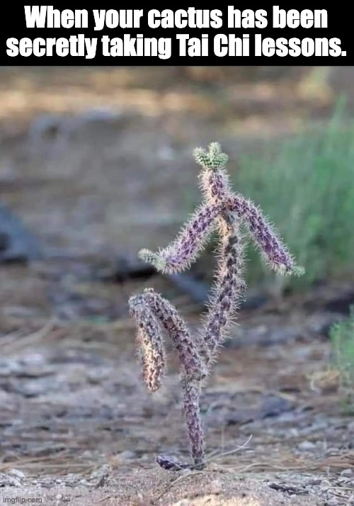 Cactus | When your cactus has been secretly taking Tai Chi lessons. | image tagged in dad joke | made w/ Imgflip meme maker